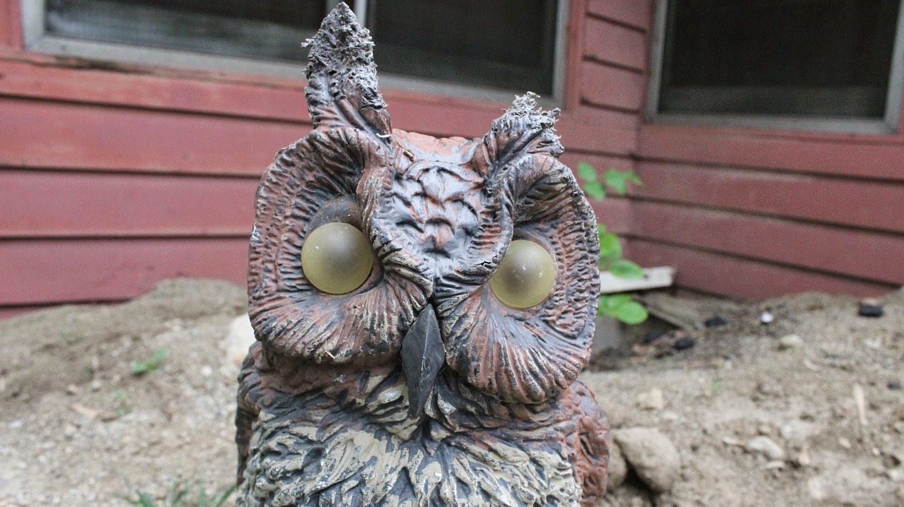 barn owl rough scary free photo
