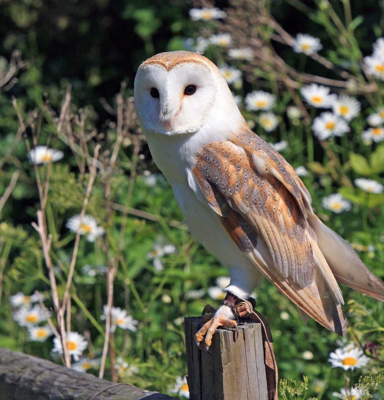 barn owl owl bird free photo