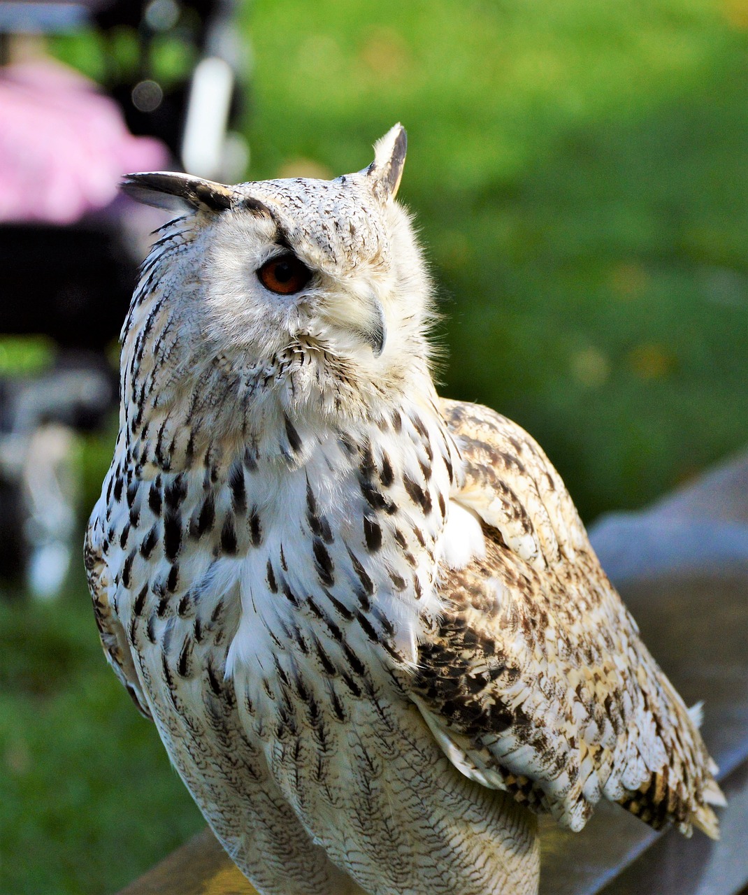 barn owl owl raptor free photo