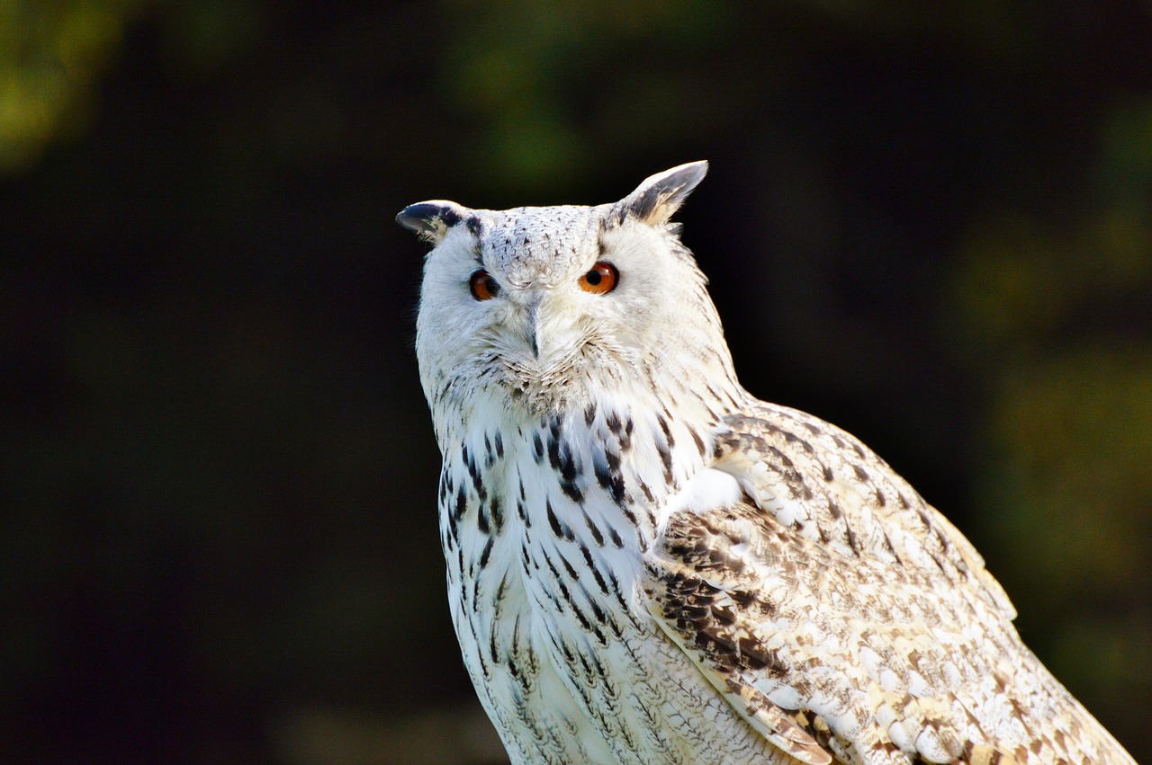 barn owl owl raptor free photo