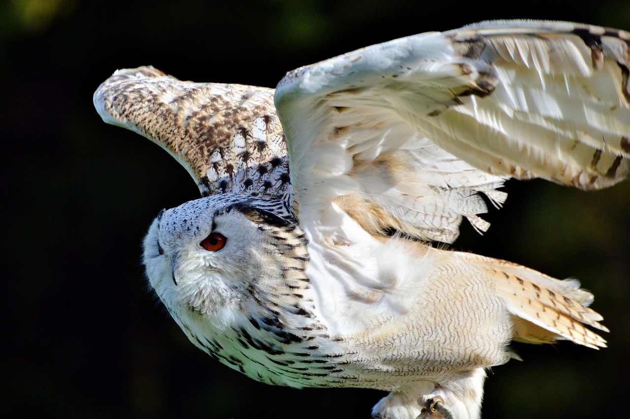 barn owl owl raptor free photo