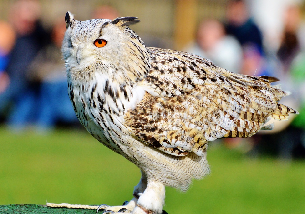 barn owl owl raptor free photo