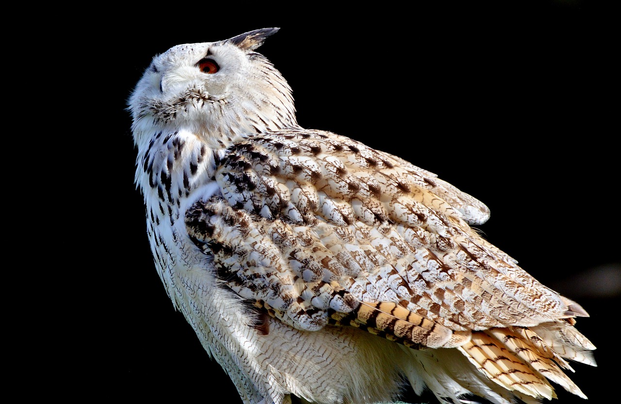barn owl owl raptor free photo