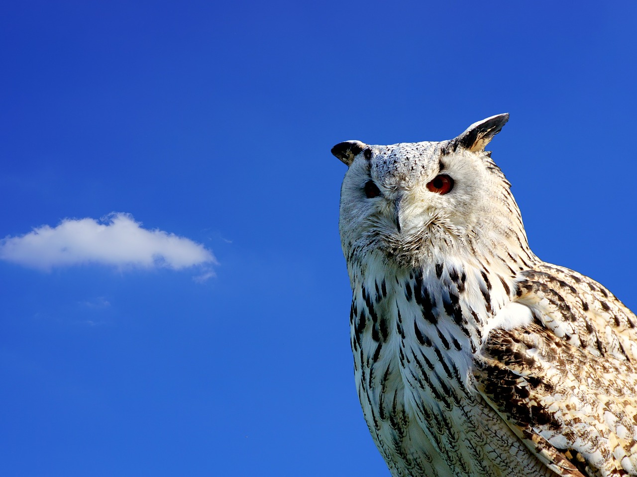 barn owl owl raptor free photo