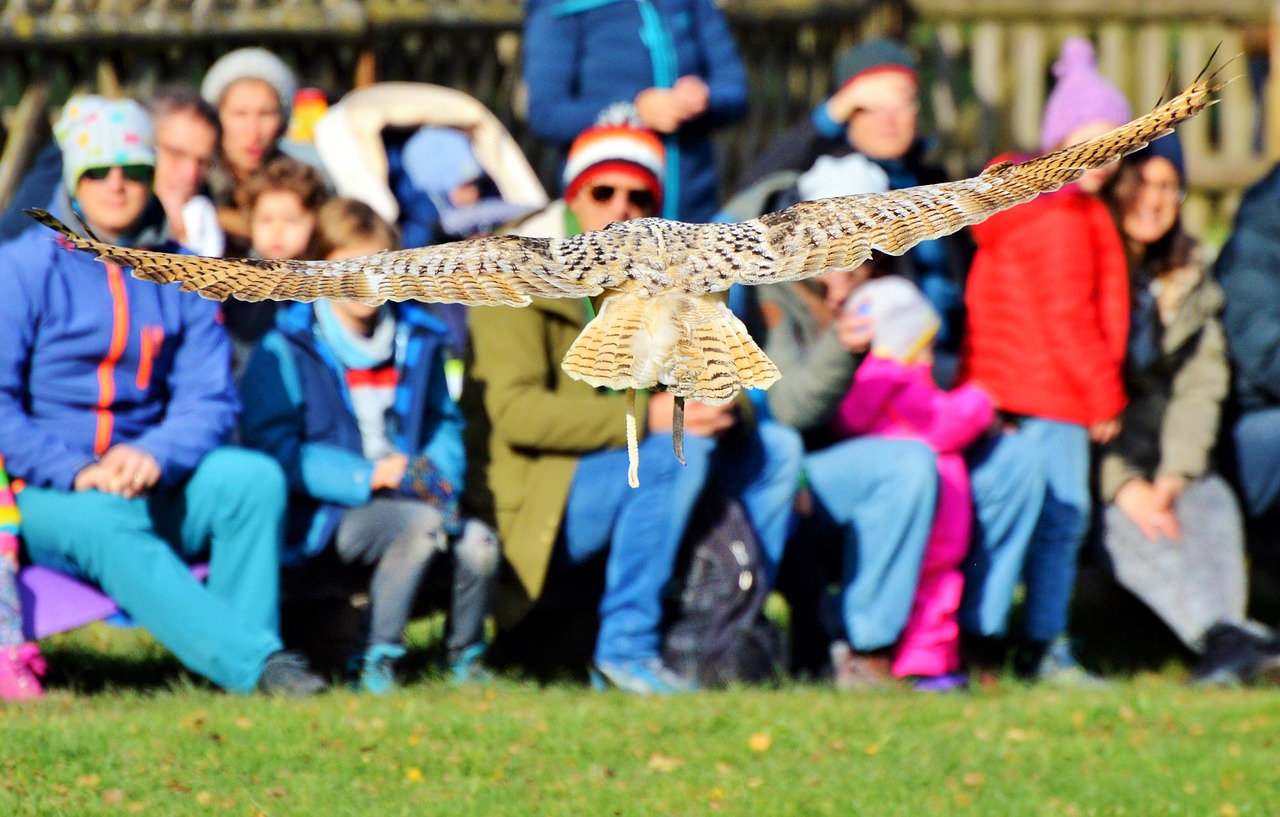 barn owl owl raptor free photo