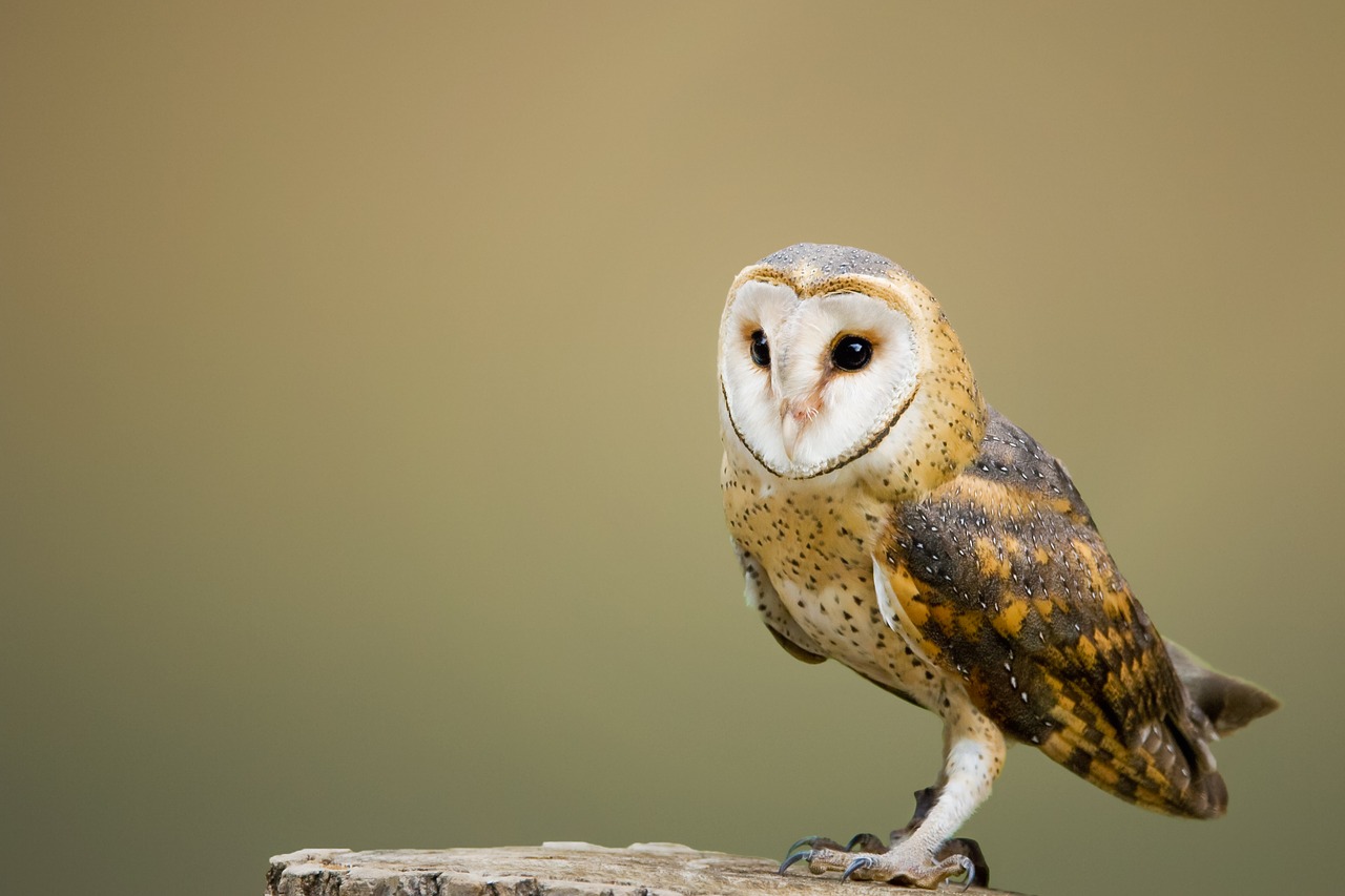 barn owl perched tree stump free photo