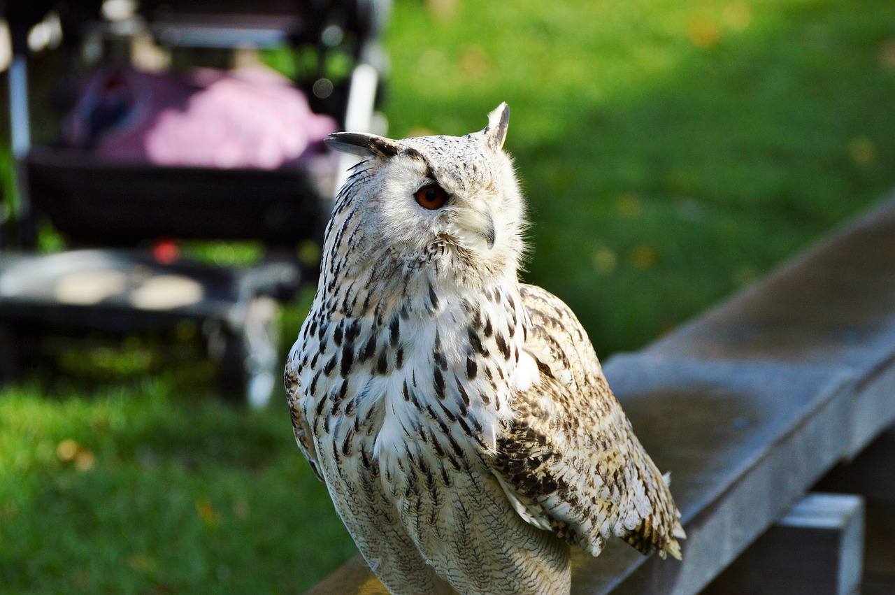 barn owl owl raptor free photo