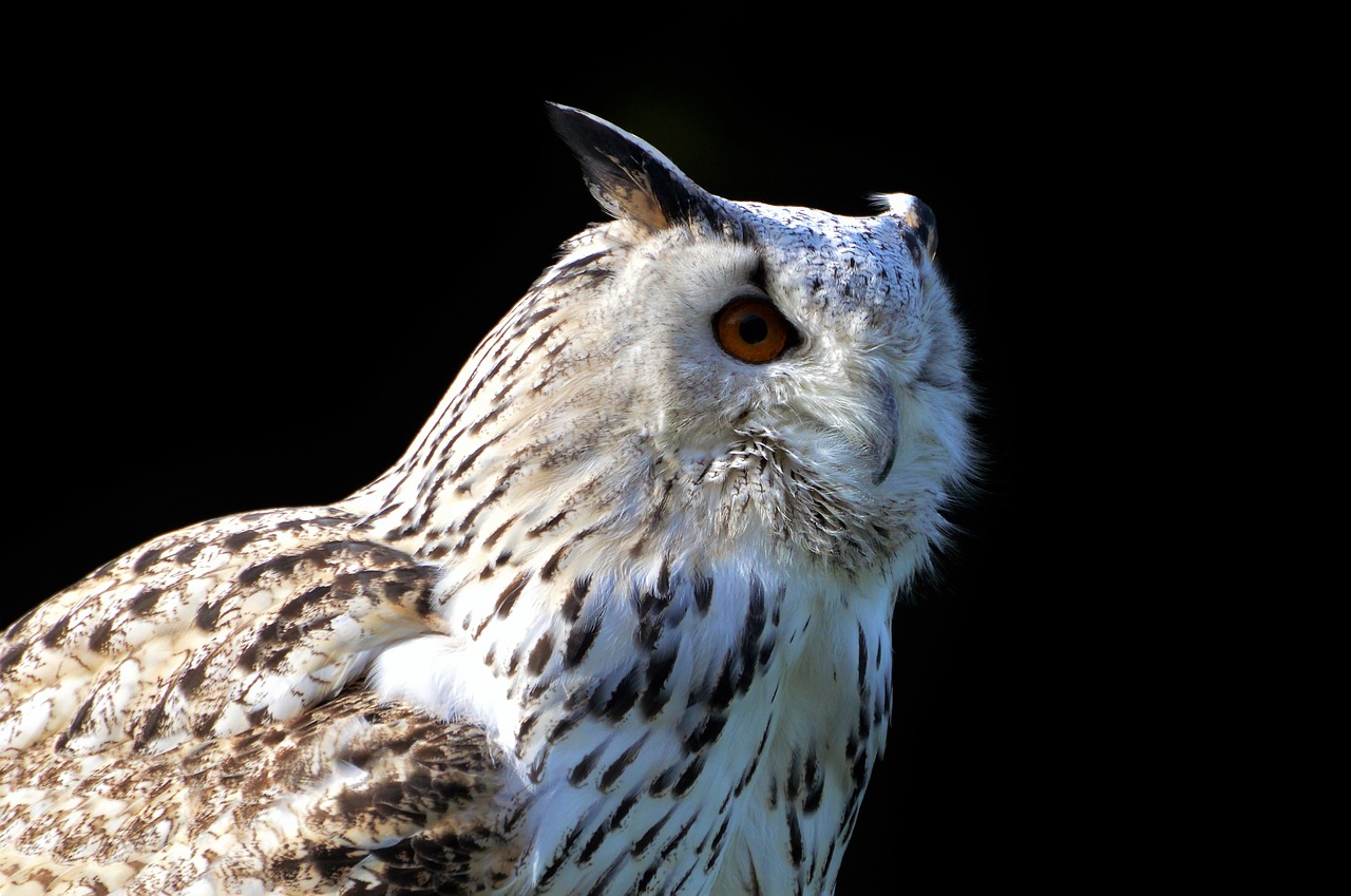 barn owl  owl  raptor free photo