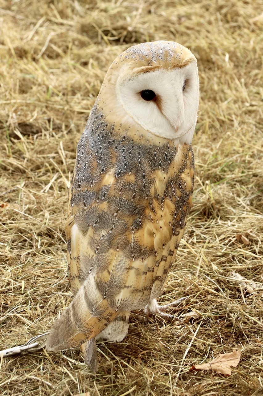 barn owl  owl  bird free photo