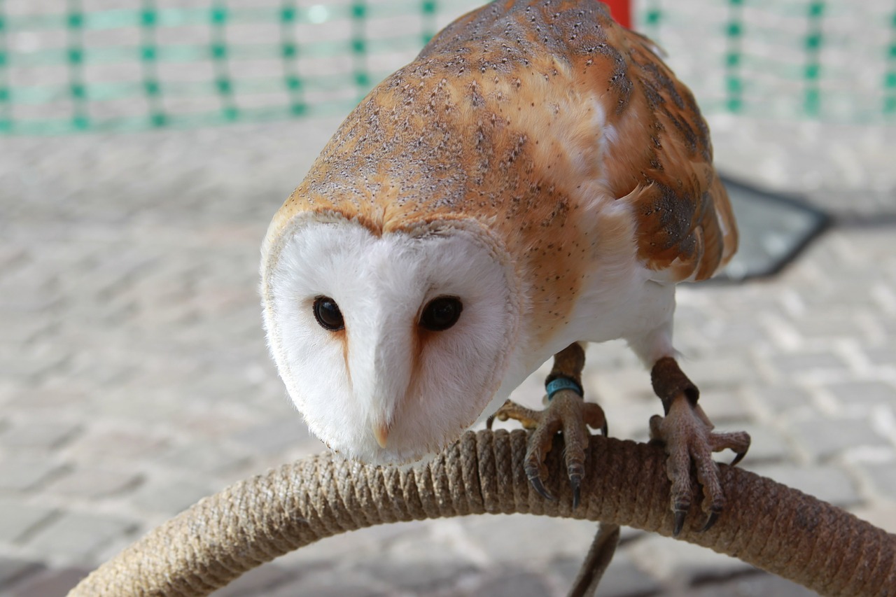 barn owl owl hunter free photo