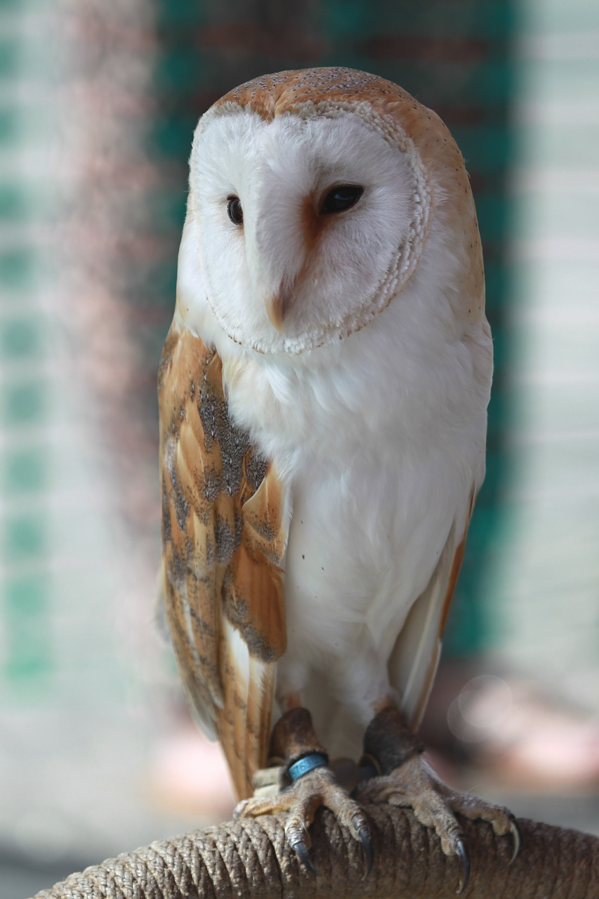 barn owl owl bird free photo