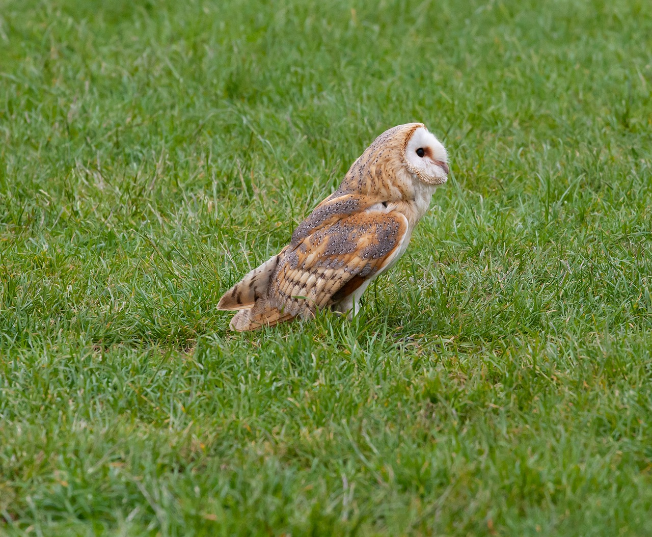 barn owl  hippy  microphone free photo