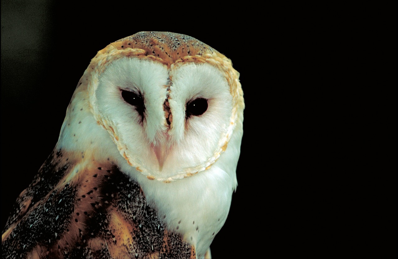 barn owl predator bird free photo