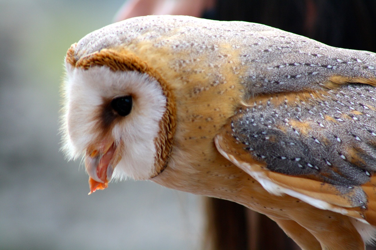 barn owl owl feeding bird of prey eating free photo