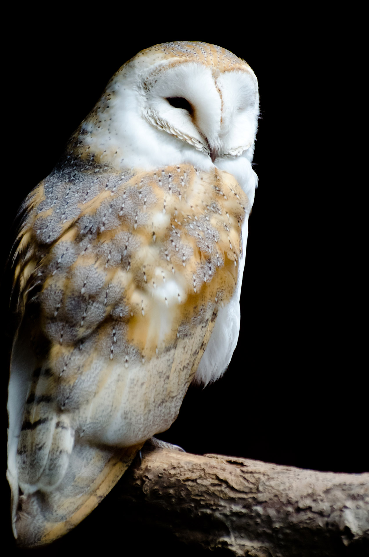 barn owl owl post free photo