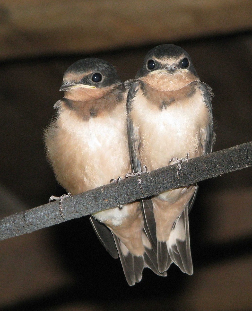 barn swallow swallowlings juveniles free photo
