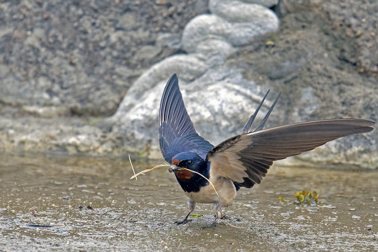 barn swallow  schwalbe  songbird free photo