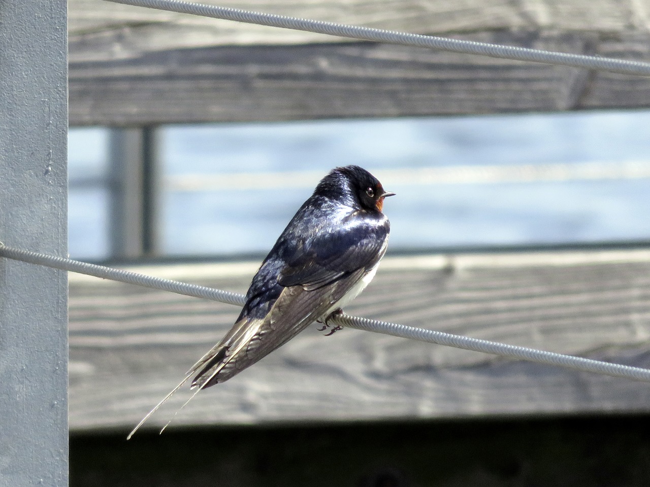 barn swallow  bird  schwalbe free photo