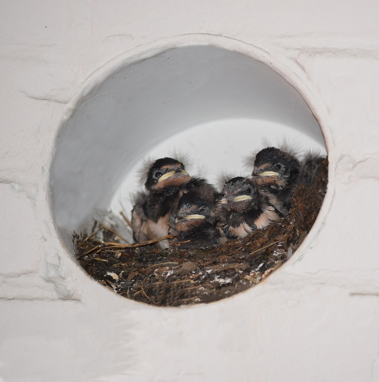 barn swallows nest bird boy free photo