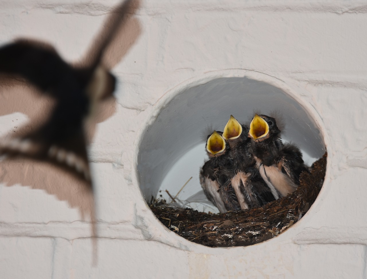 barn swallows nest feeding free photo