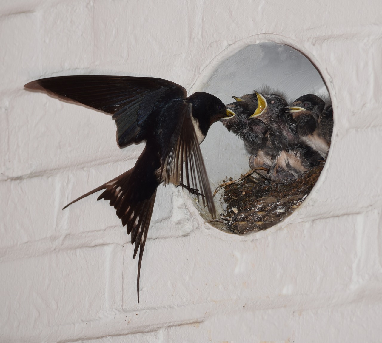 barn swallows nest feed free photo