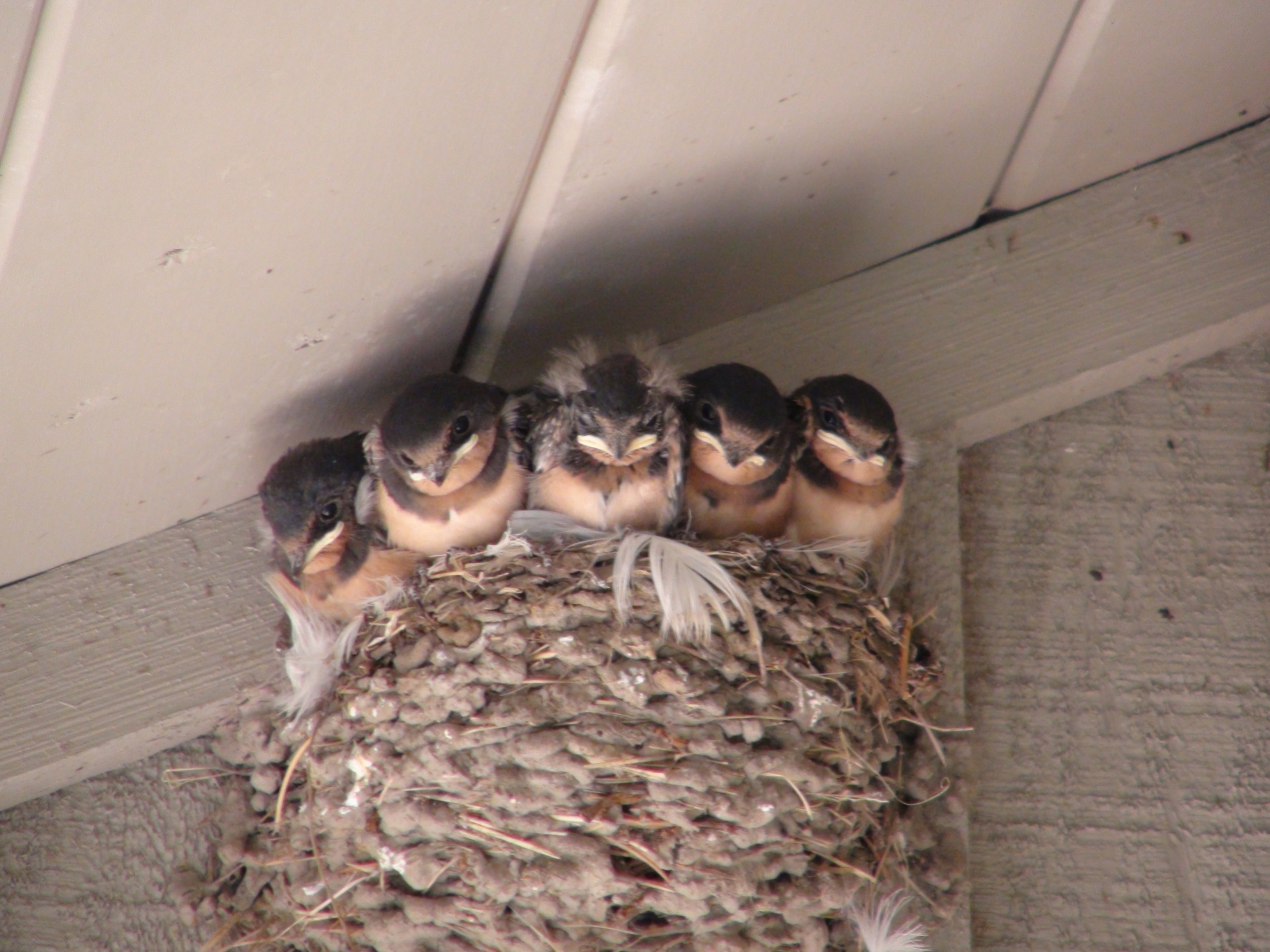 barn swallows hatched free photo