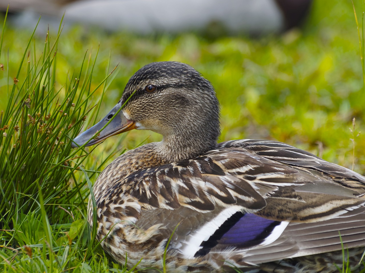 barnacle ducks family of ducks free photo