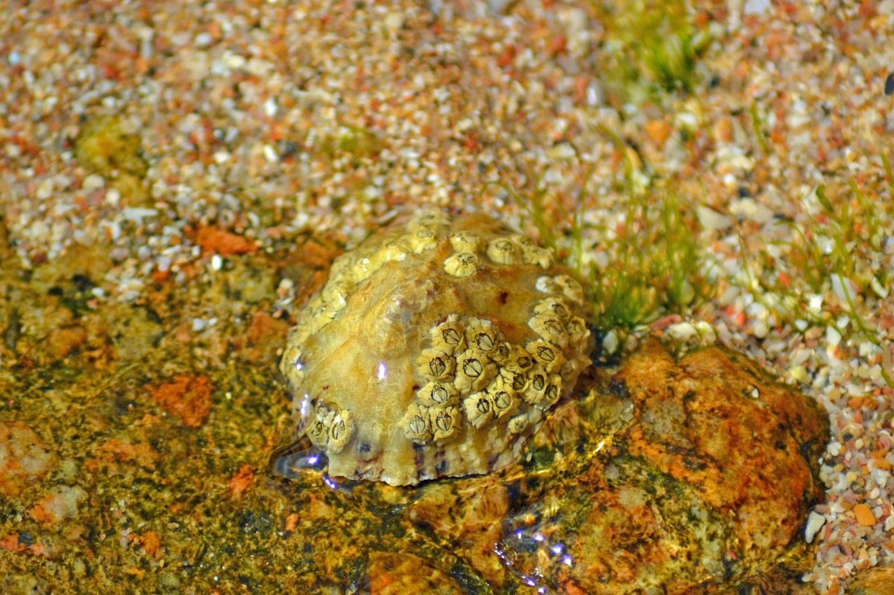 barnacle crustacea anthrapod free photo