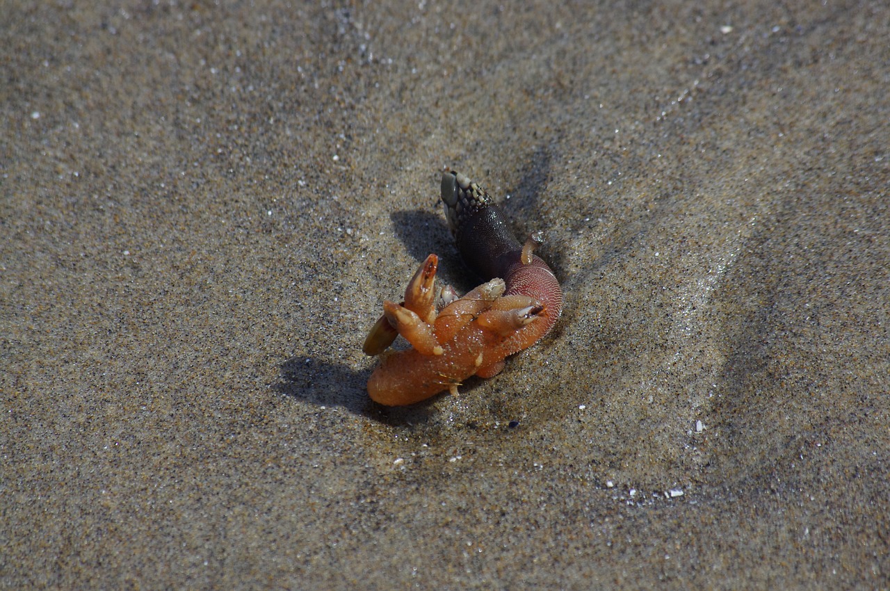 barnacle animal sea creature free photo