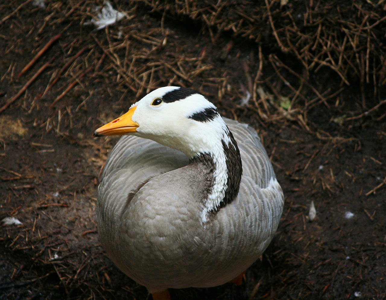 barnacle goose geese bird free photo