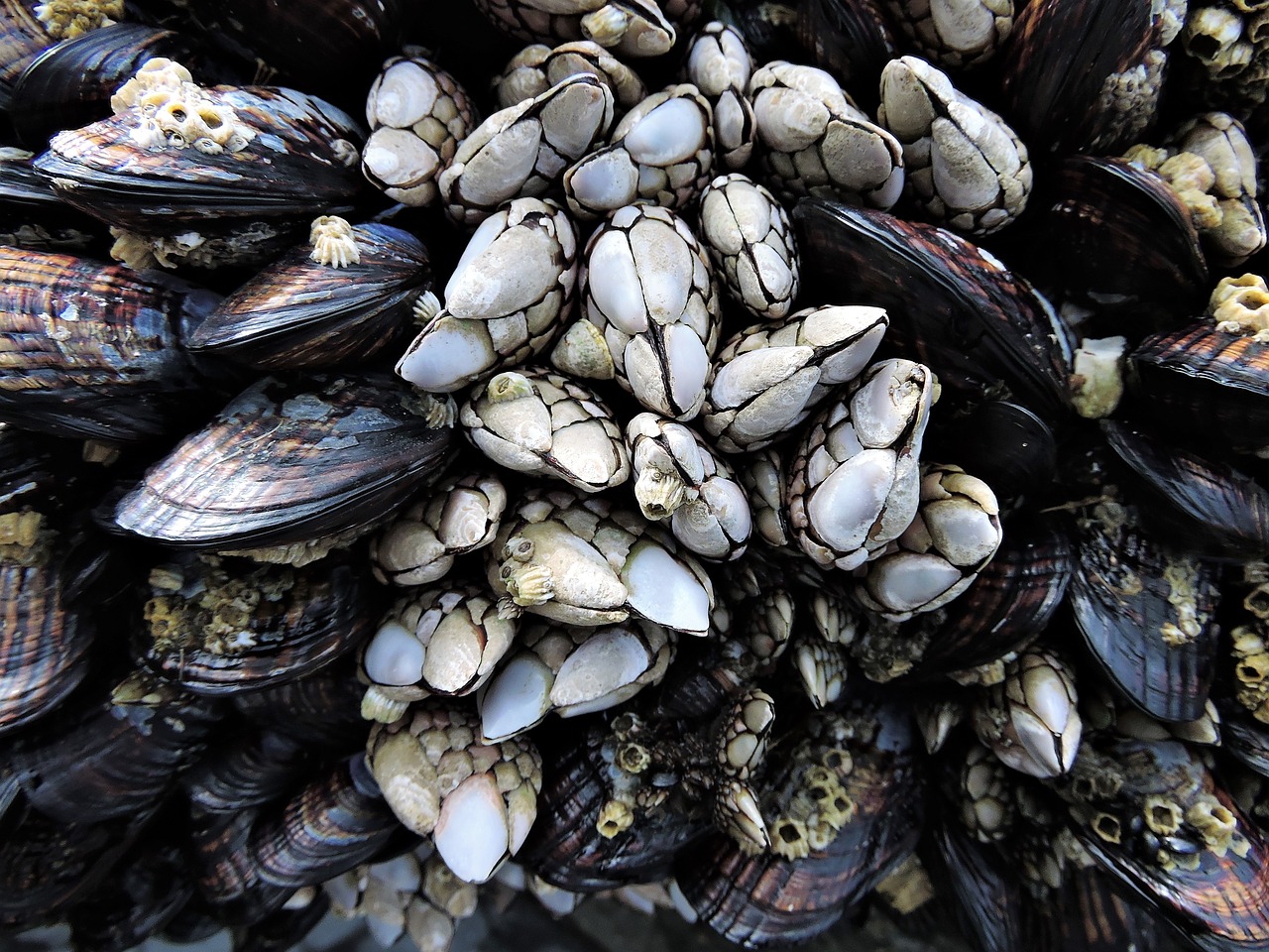 barnacles sea life marine free photo