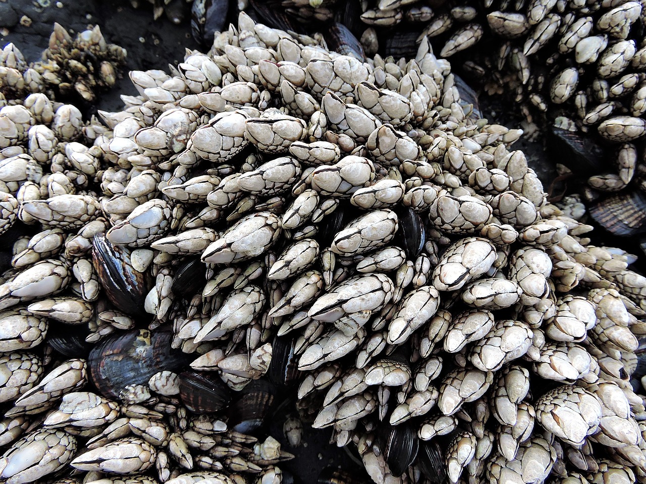barnacles sea life marine free photo