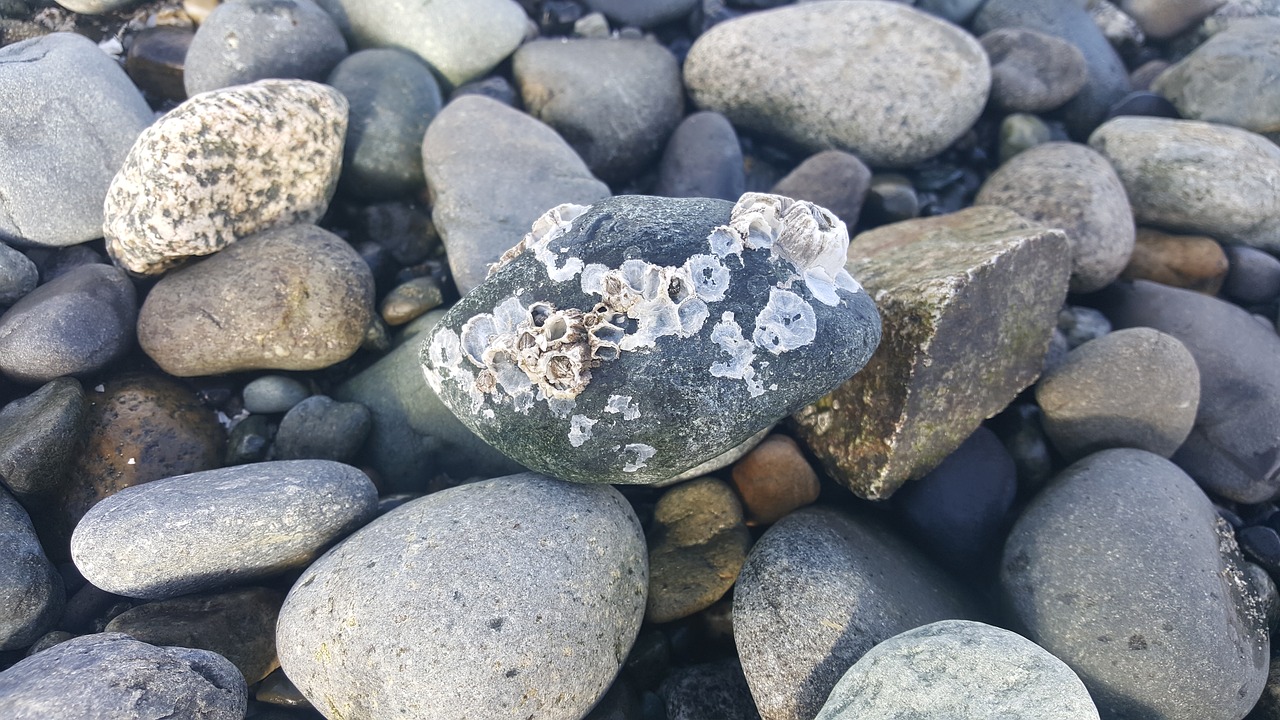 barnacles rocks marine free photo