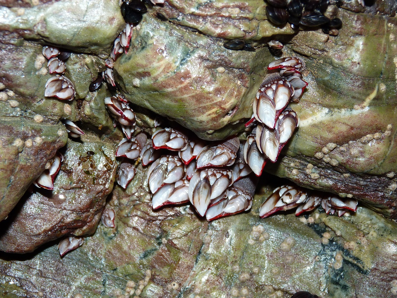 barnacles beach of the cathedrals molluscs free photo