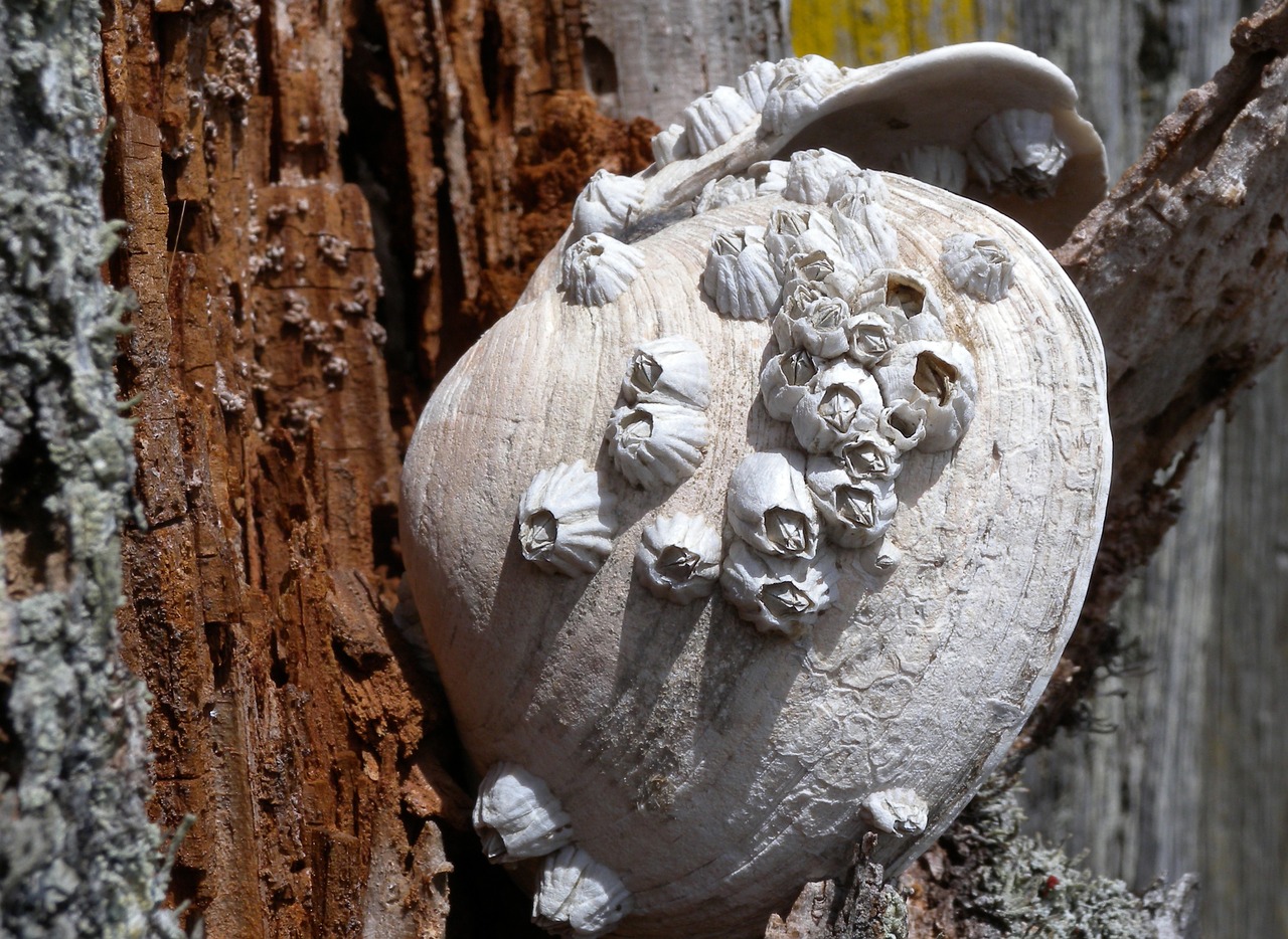 barnacles shell marine free photo