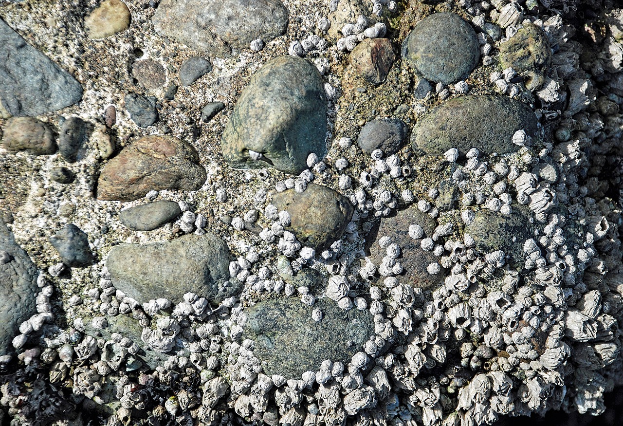 barnacles and rocks  beach  background free photo