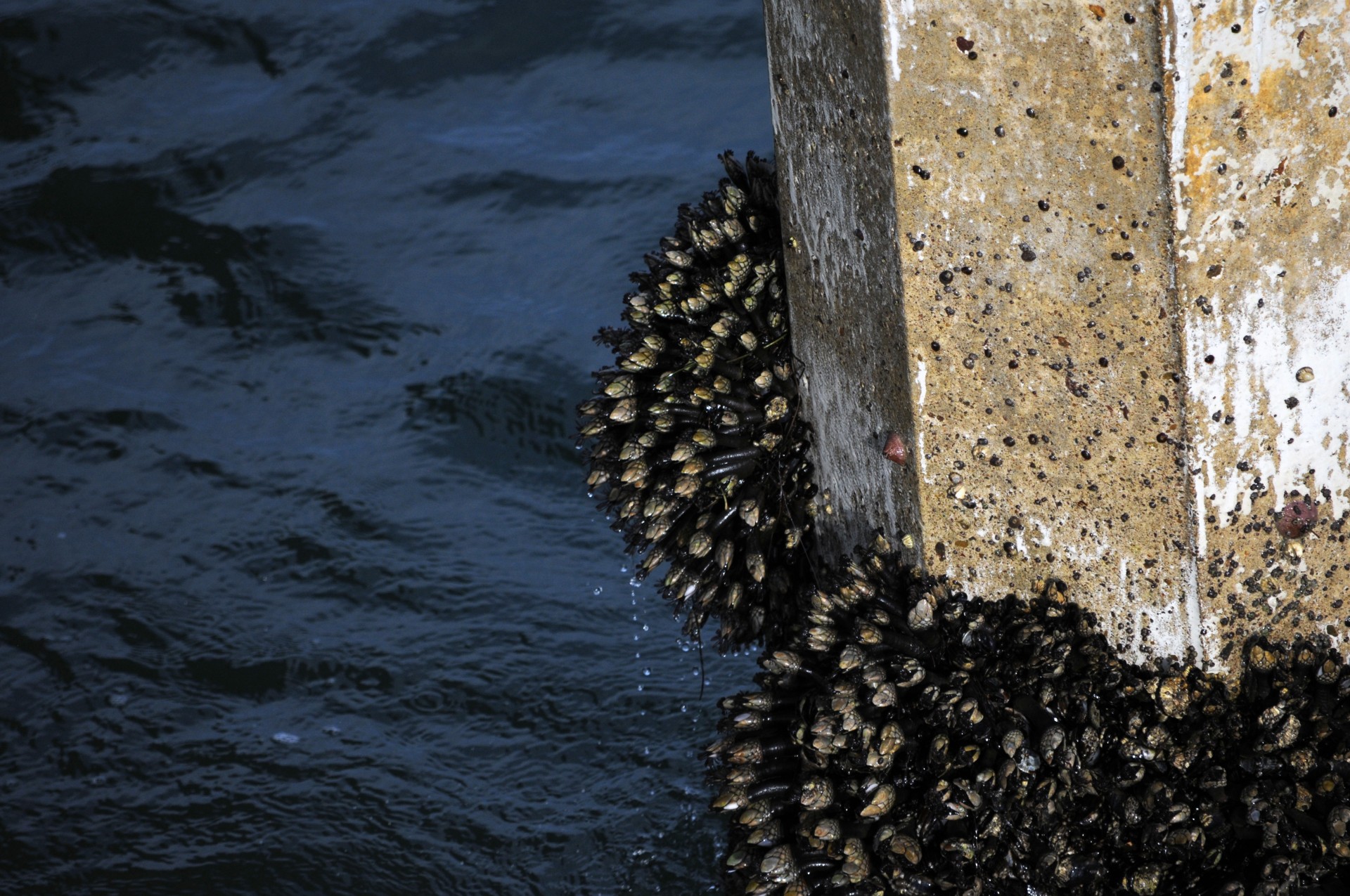 barnacles arthropod ocean free photo