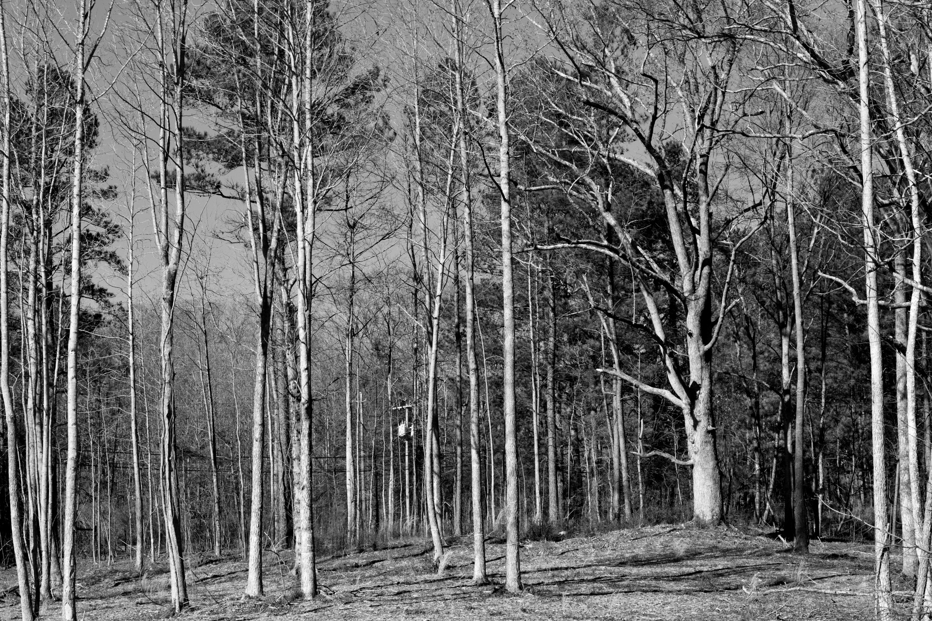 forest black white no people free photo