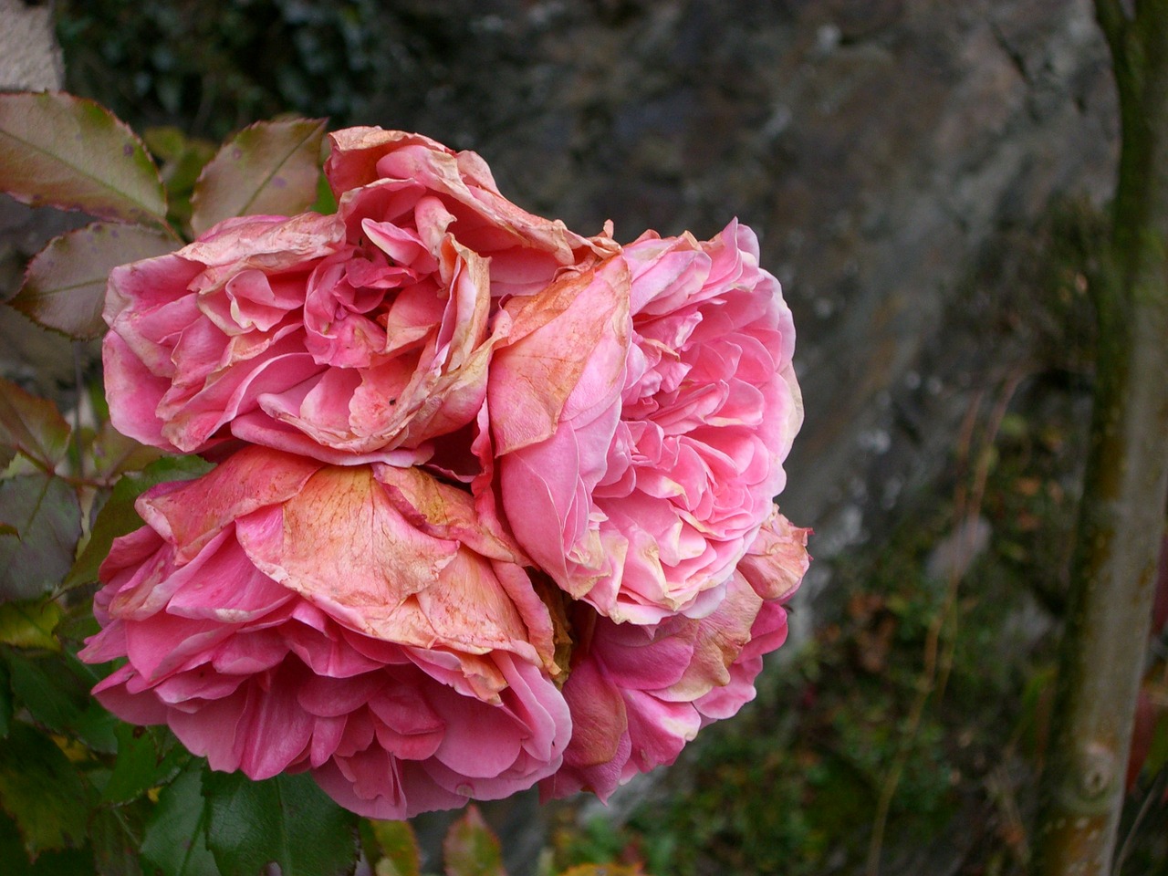 baroque roses rose free photo