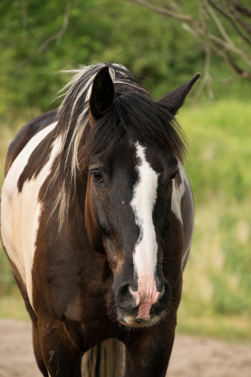 baroque pinto  horse  animal free photo