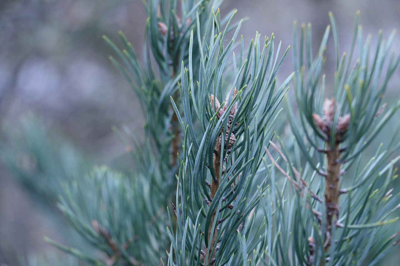 barr pine cone free photo