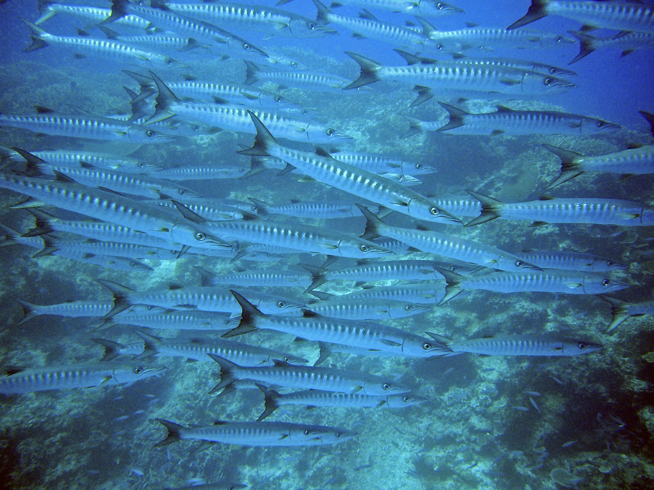 barracuda swarm fish free photo