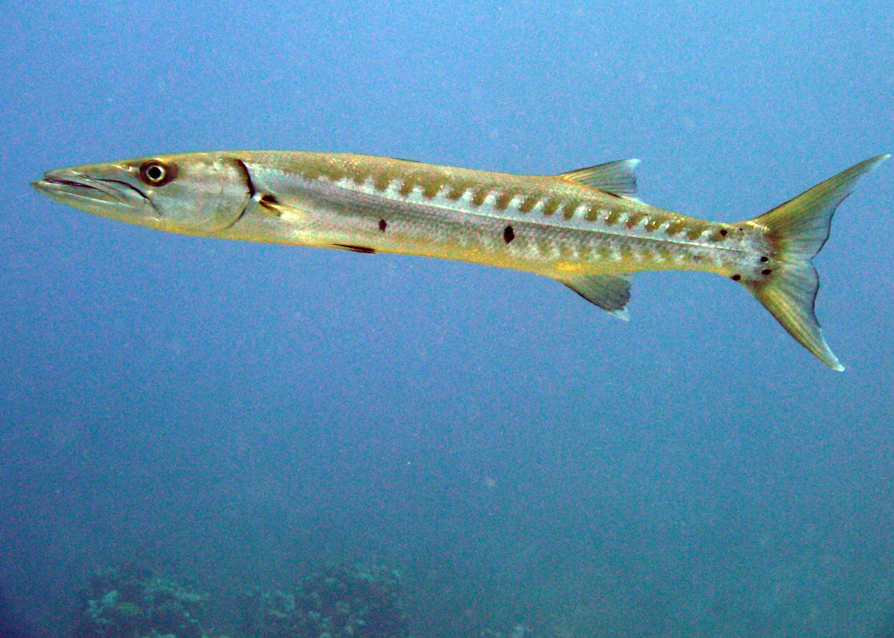 barracuda fish cayman islands free photo