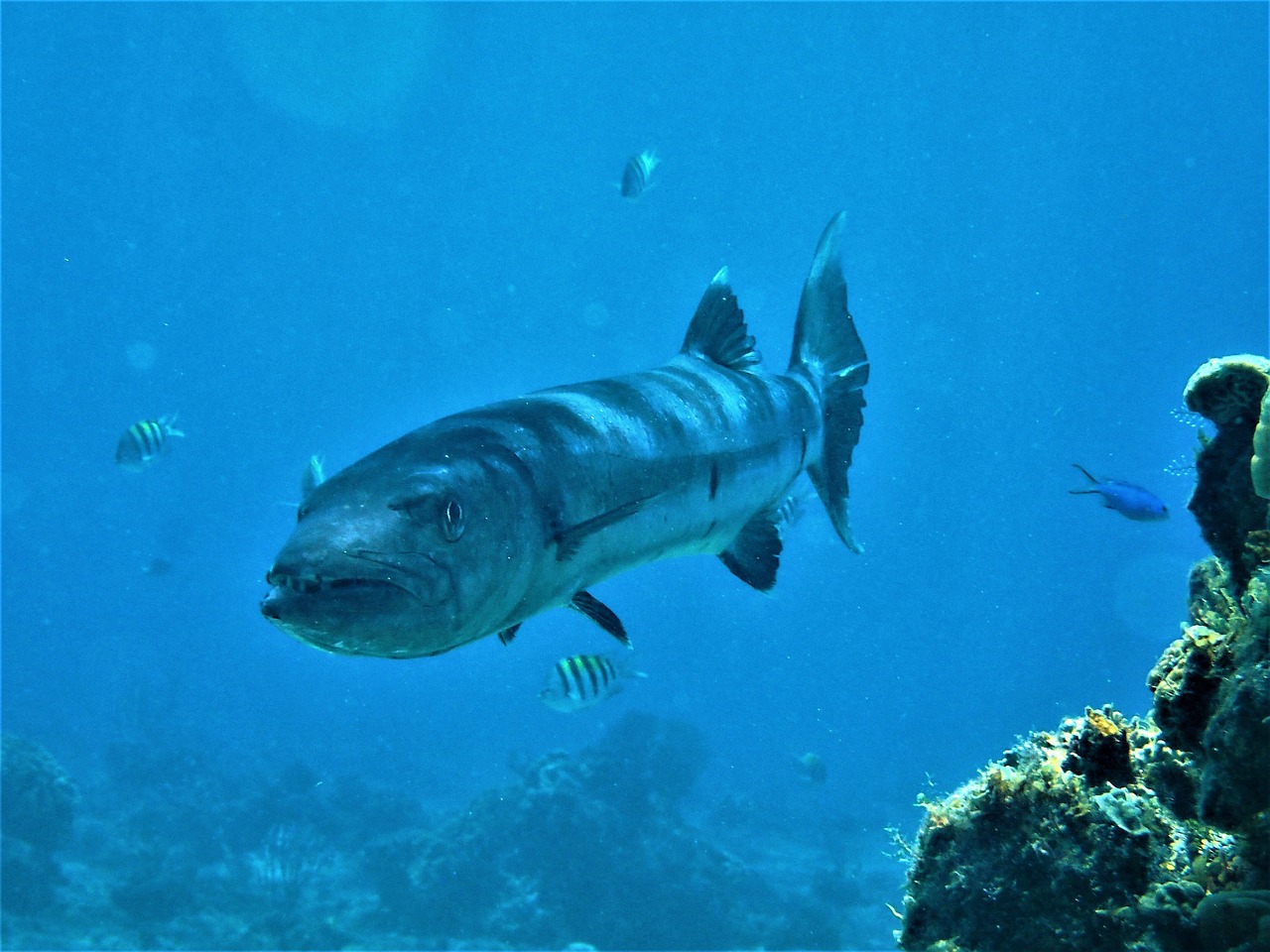 barracuda  scuba  cozumel free photo