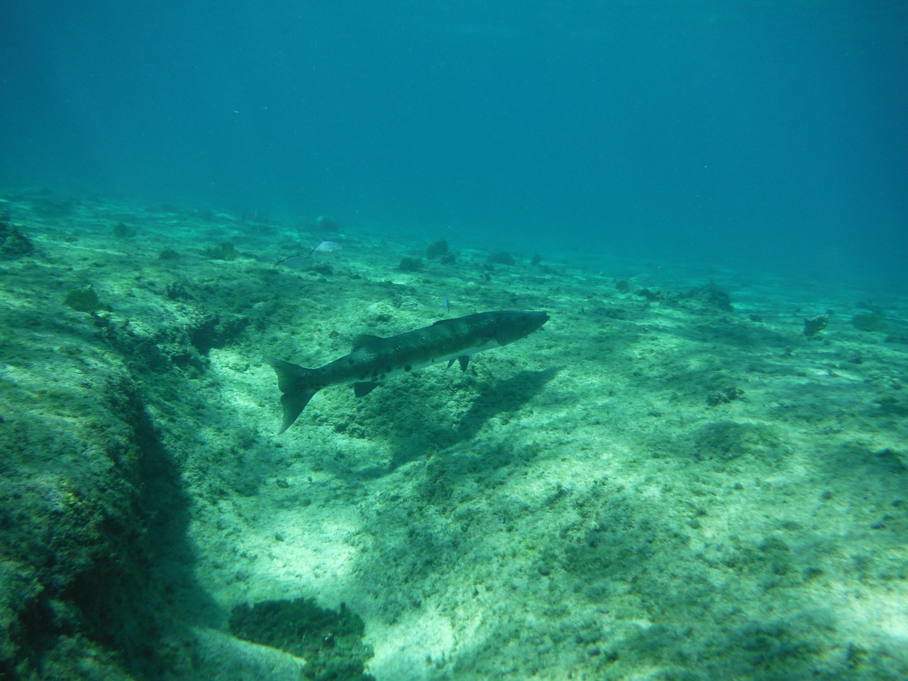 barracuda fish underwater free photo