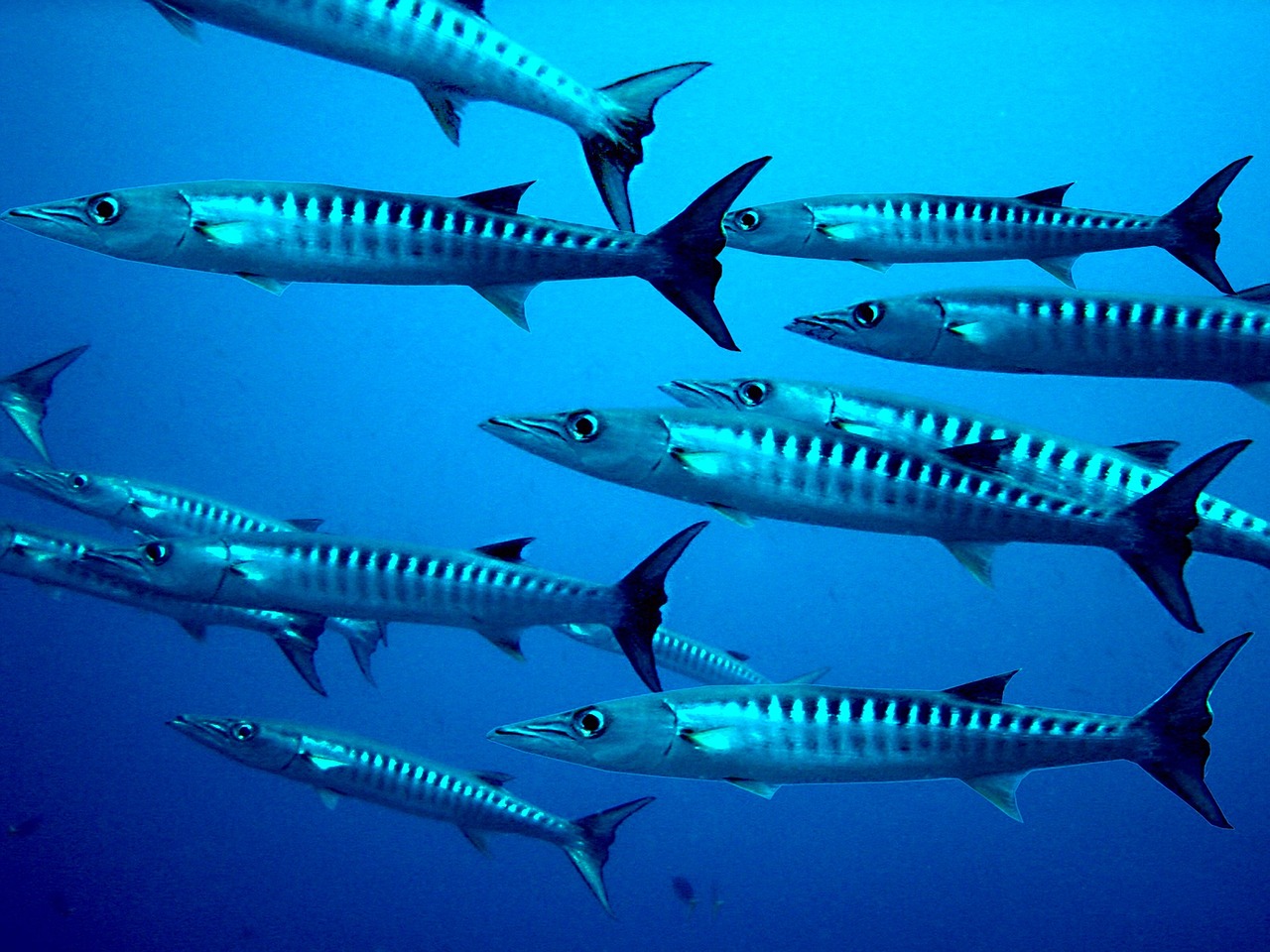 barracuda fish diving free photo