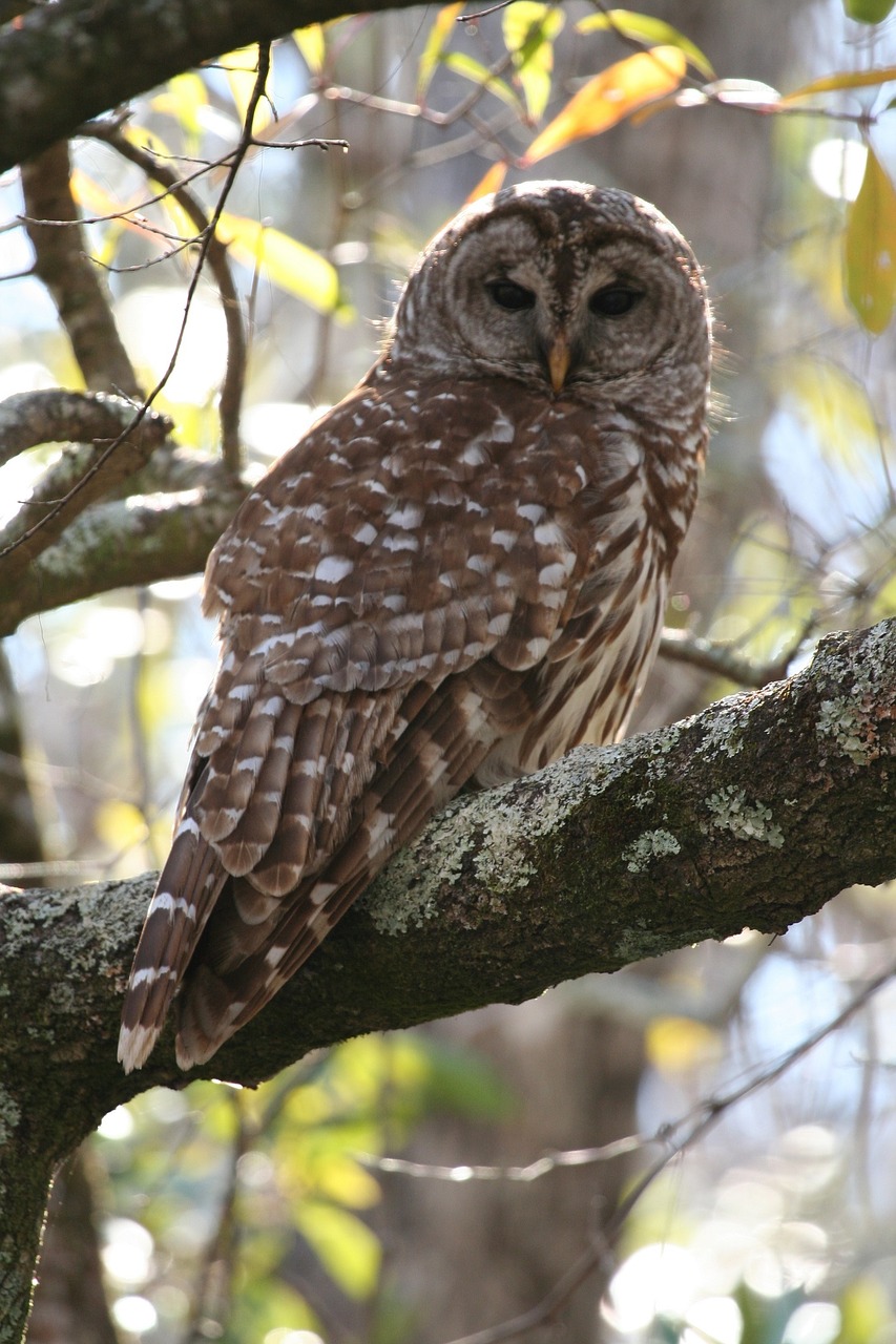 barred owl bird wildlife free photo