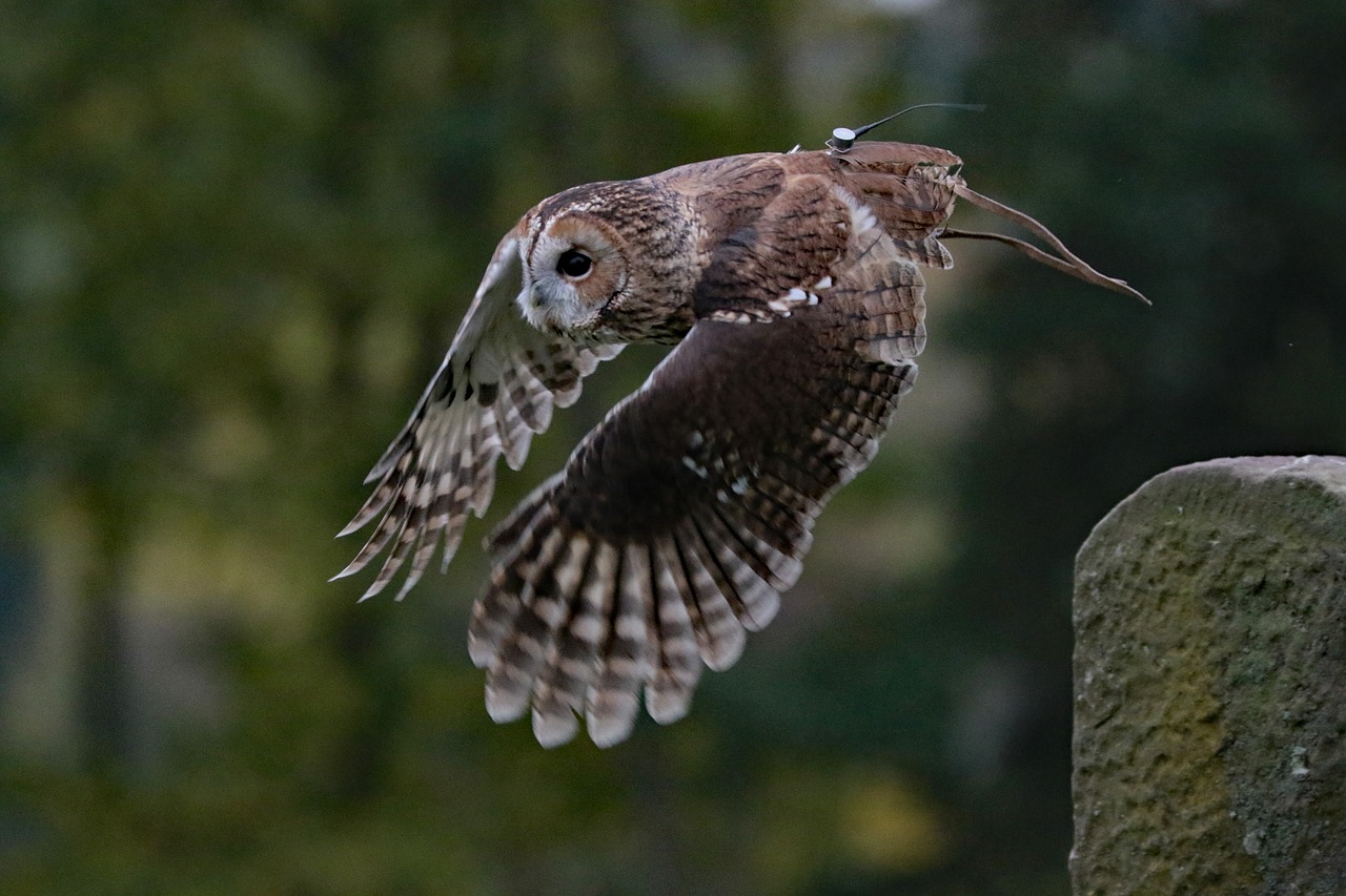 barred owl owl usa free photo