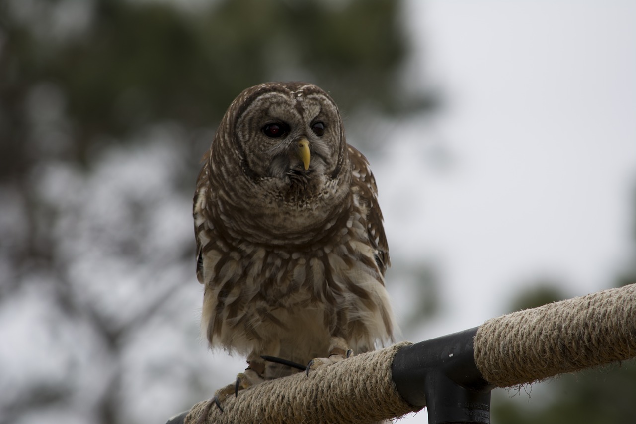 barred owl owl raptor free photo