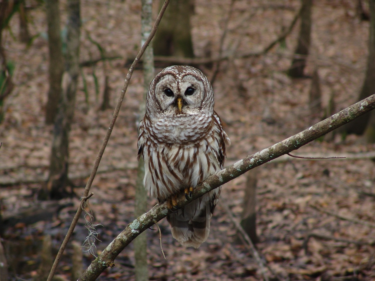 barred owl perched bird of prey free photo
